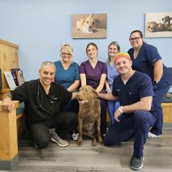 Howard County Animal Hospital - HCAH team celebrating a big win with Chevy at her 1 week recheck after remove a 18 lb splenic tumor.