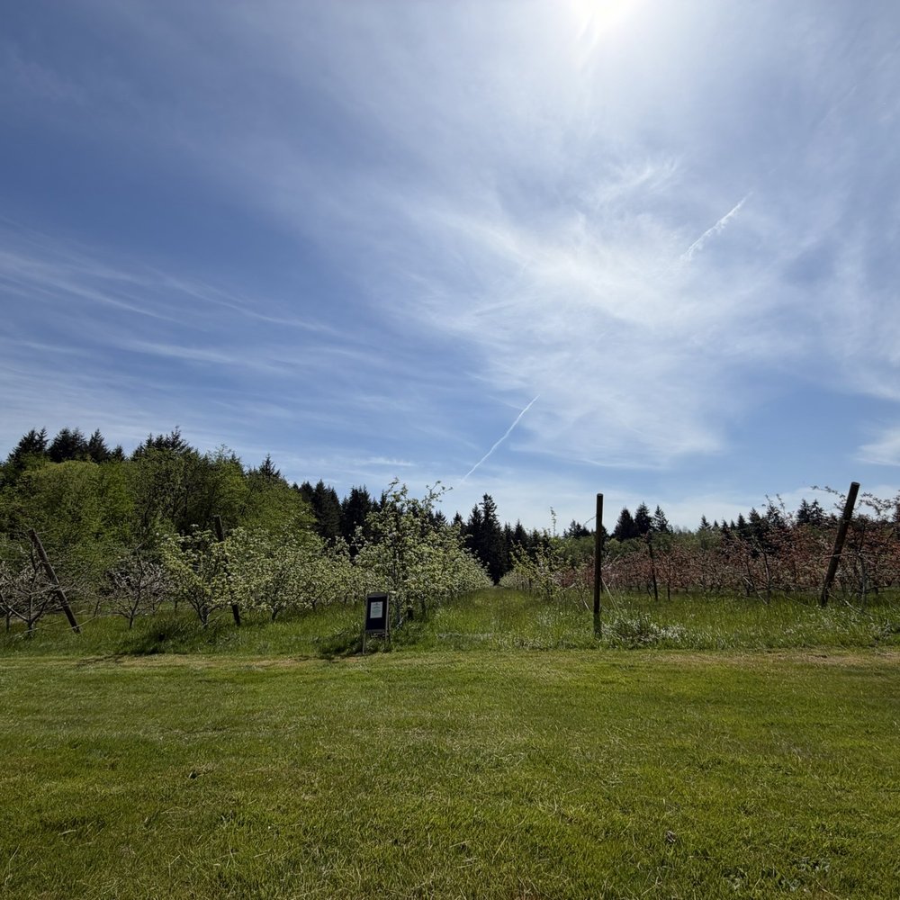 Dragon's Head Cider - Cideries Near Me - Vashon, Washington Dragon's Head Cider - Cideries Near Me - Vashon, Washington