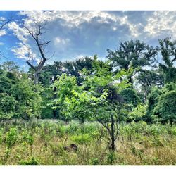 Schiller Woods - Schiller Woods . Cook County Forest Preserve .  Quick Morning Walk in Schiller Woods South/Des Plaines River Trial! Nice & Easy.  Cool!