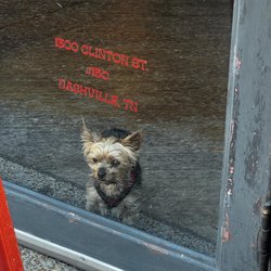 Sanae Intoxicants - Find us at 1300 Clinton St., Suite 130, Nashville, TN 37203 -- Marathon Village
Your lovely furbabies are welcome!