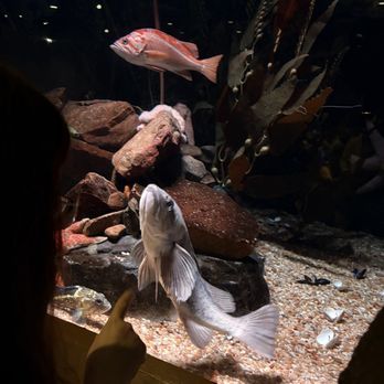 Georgia Aquarium - Fishy - Aquariums Near Me - Atlanta, Georgia Georgia Aquarium - Fishy - Aquariums Near Me - Atlanta, Georgia