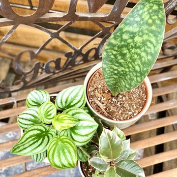 Amsterdam Garden Centre - Quality Tropical Plants - Nurseries & Gardening Near Me - Pitt Meadows, British Columbia Amsterdam Garden Centre - Quality Tropical Plants - Nurseries & Gardening Near Me - Pitt Meadows, British Columbia