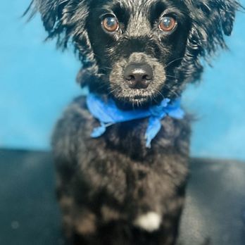 Off The Grid Pet Sitting - Puppy 1 grooming! - Pet Groomers Near Me