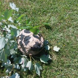 Bald faced hornets nest