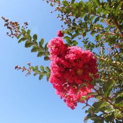 VS Roses & Landscape Design