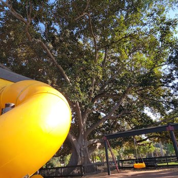 Kids World - Historic Moreton Bay Fig tree provides shade for the play area. - Parks Near Me - Santa Barbara, California Kids World - Historic Moreton Bay Fig tree provides shade for the play area. - Parks Near Me - Santa Barbara, California