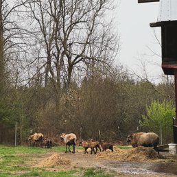 Sheep! Sheep!