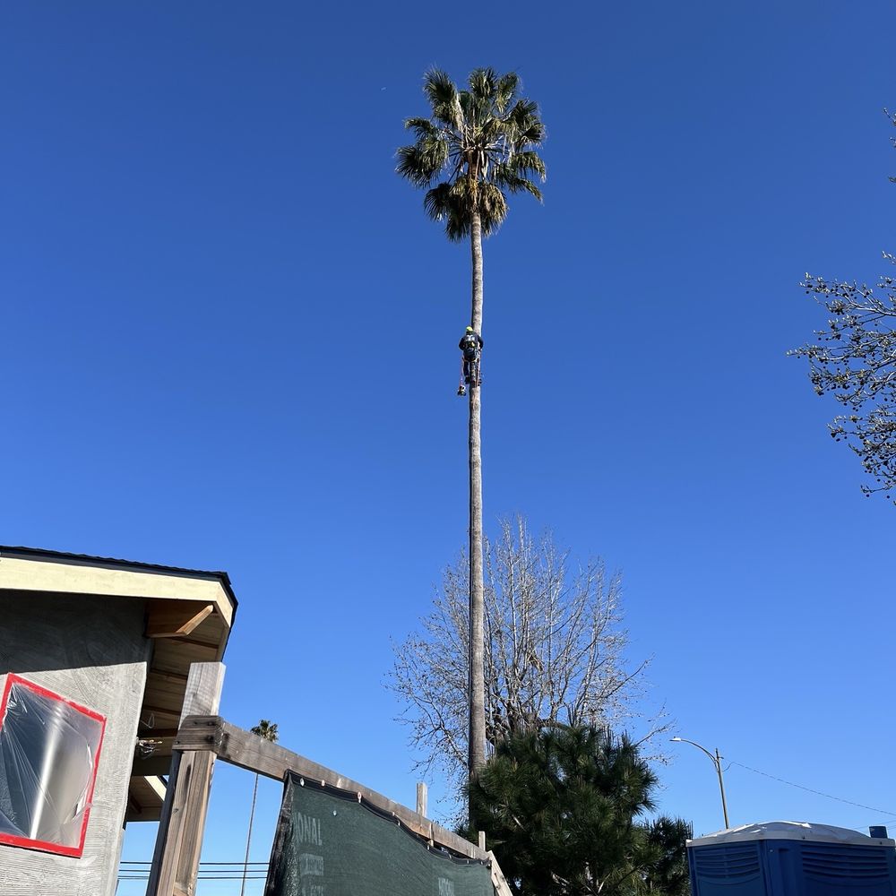 4 Seasons Tree Services - Antonio climbing with saw in tow. - Tree Services Near Me