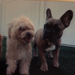 The Parc Pet Suites, Sports & Spa