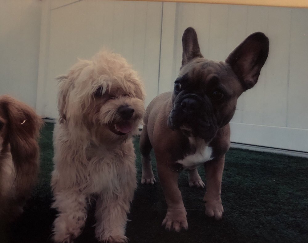 The Parc Pet Suites, Sports & Spa - pet boarding facility in Longwood, FL