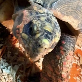 Atlantis Aquatic Gardens - A tortoise with untreated wounds on its face and arms - Pet Stores Near Me - Terre Haute, Indiana Atlantis Aquatic Gardens - A tortoise with untreated wounds on its face and arms - Pet Stores Near Me - Terre Haute, Indiana