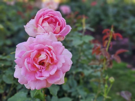 International Rose Test Garden by null