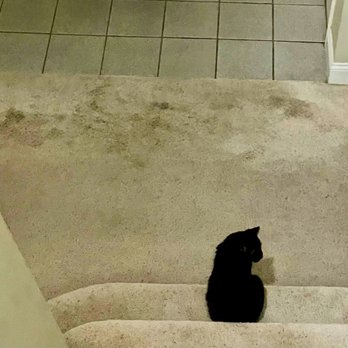 Bruce's Carpet Cleaning - Before: - Carpet Cleaning Near Me - Carson City, Nevada
