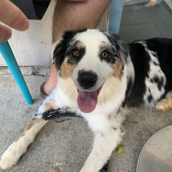 Bogart's Cafe - Dog friendly!!! Our pup Kailani! - Breakfast & Brunch Near Me - Honolulu, Hawaii