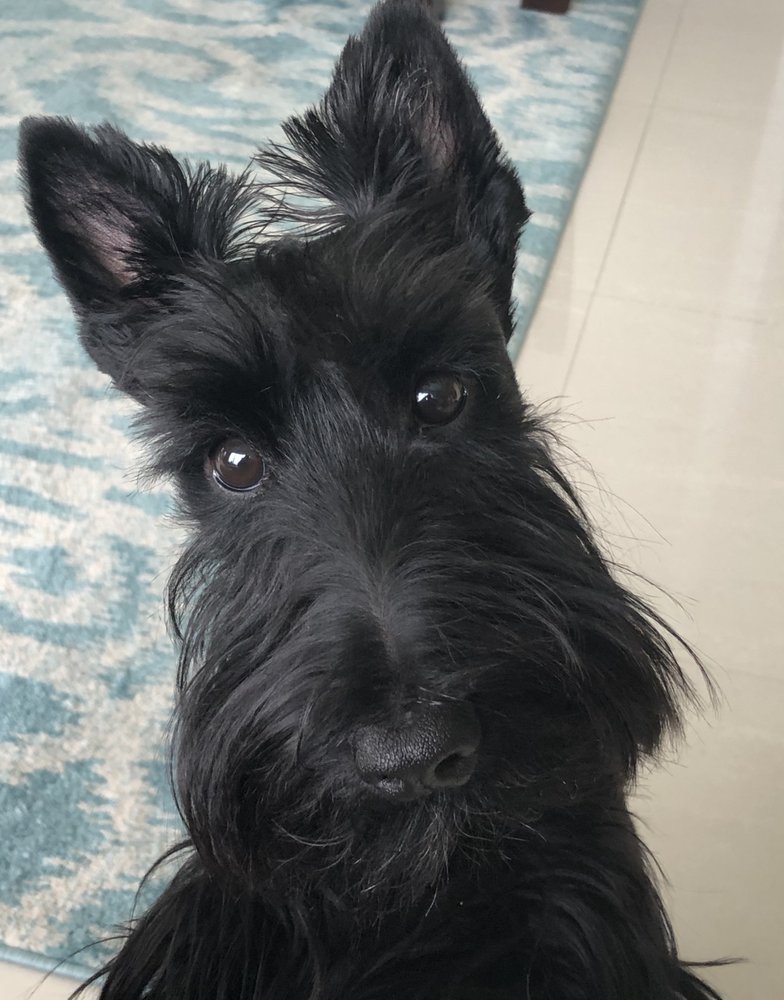 FOX CREEK KENNEL Updated September 2024 10 Photos & 21 Reviews