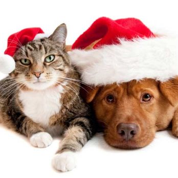 Royal Veterinary Care - Happy New Year - Veterinarians Near Me - Naples, Florida Royal Veterinary Care - Happy New Year - Veterinarians Near Me - Naples, Florida
