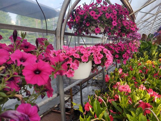 Frank's Produce & Greenhouse by null