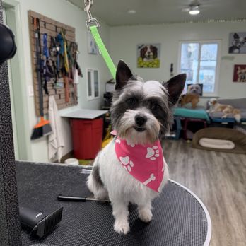 All Breed - Pet Groomers Near Me - Concord, California