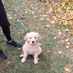Faith's Dog Training - Jack came to training to learn how to sit while people approached.