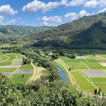 Kauai Tour Guy - Taro farms - Historical Tours Near Me - Kapaa, Hawaii