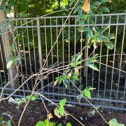 Greiner Landscaping