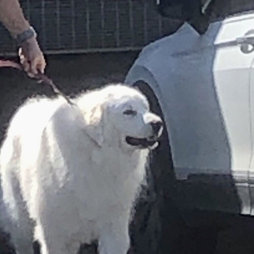 Paws Spa - Leaving the salon. - Pet Groomers Near Me - Dickinson, Texas Paws Spa - Leaving the salon. - Pet Groomers Near Me - Dickinson, Texas