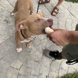 Jake's Ice Cream - Free small vanilla for our pup