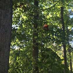 Blue Star Memorial Woods