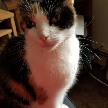 Bobbi & The Strays - Our new Addition Amber - Animal Shelters Near Me - Freeport, New York