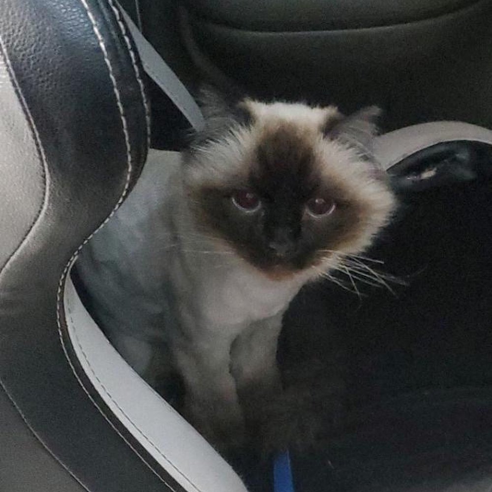 B-Stylin' Pets Mobile - Pet Groomers Near Me