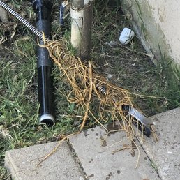 Roots pulled out by his trusty rooter machine! Roots pulled out by his trusty rooter machine!