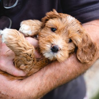 Sacto Labradoodles - Pet Breeders Near Me