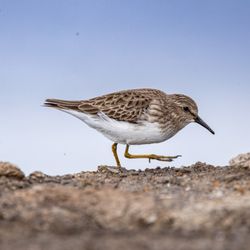 Alviso Marina County Park - Alviso Marina County Park