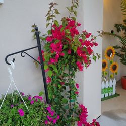 Jera's Gardening - Bougonvilla