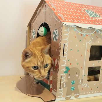 GreenHaven Cat Hotel - Pet Boarding Near Me - Grass Valley, California GreenHaven Cat Hotel - Pet Boarding Near Me - Grass Valley, California