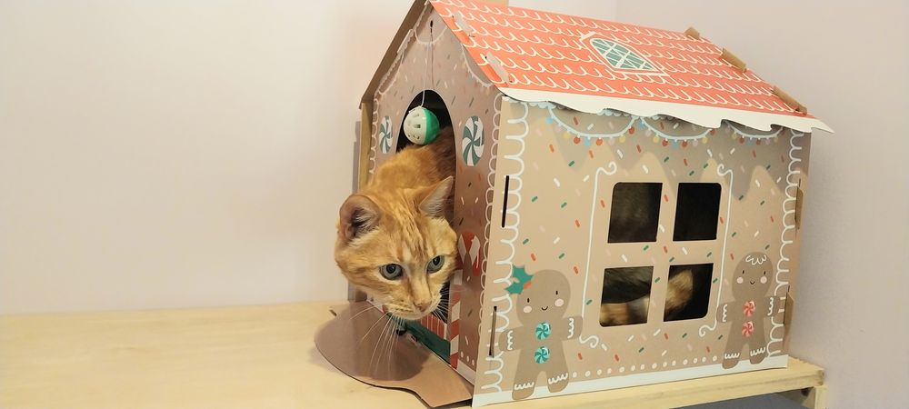 GreenHaven Cat Hotel - pet boarding facility in Grass Valley, CA