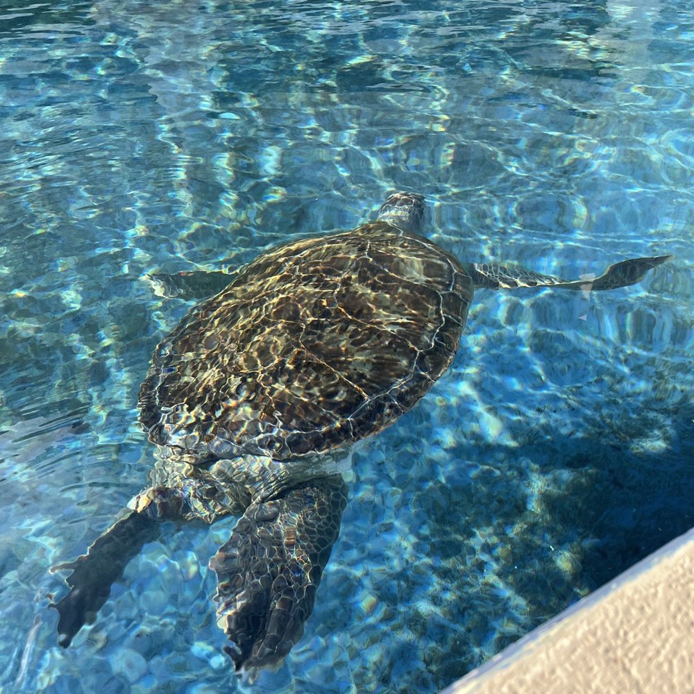 Texas State Aquarium - Aquarium - Aquariums Near Me - Corpus Christi, Texas Texas State Aquarium - Aquarium - Aquariums Near Me - Corpus Christi, Texas