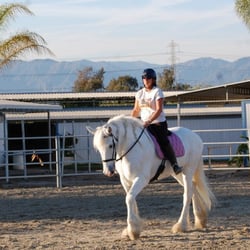 Equestrian Visions Xtreme - Andrea and the new vaulting horse Foxy