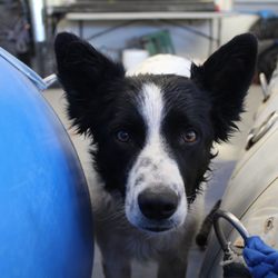 Ceiba Adventures - Barry, one of our warehouse dogs.
