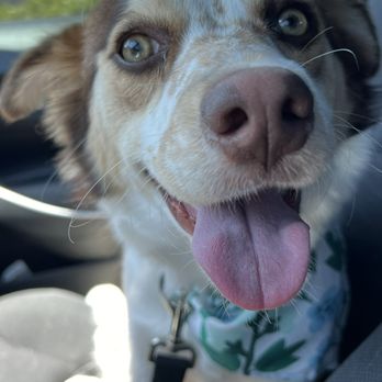 VIP Dog Grooming - Pet Groomers Near Me - Stanton, California
