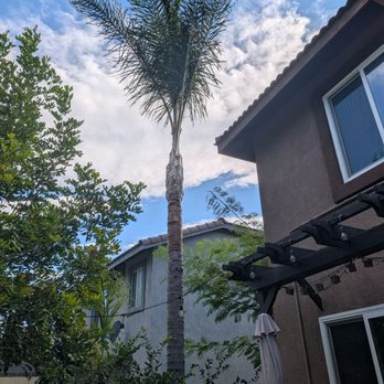 Cal Beaver Tree Service - Palm tree after trimming. - Tree Services Near Me - Fontana, California Cal Beaver Tree Service - Palm tree after trimming. - Tree Services Near Me - Fontana, California