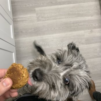 Misha's Coffee - Dog Treat - Coffee & Tea Near Me - Alexandria, Virginia Misha's Coffee - Dog Treat - Coffee & Tea Near Me - Alexandria, Virginia