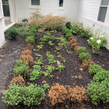 Gold Star Landscaping - Dead shrubs that Oscar promised to replace over six months ago and still hasn't. - Irrigation Near Me - Franklin, Tennessee Gold Star Landscaping - Dead shrubs that Oscar promised to replace over six months ago and still hasn't. - Irrigation Near Me - Franklin, Tennessee