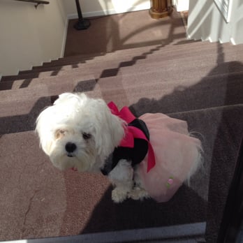 My Lovely Doggy - Pet Stores Near Me - Queens, New York My Lovely Doggy - Pet Stores Near Me - Queens, New York