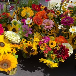 Balanced Harvest Farm - Flowers from Balanced Harvest Farm