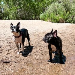 Cherry Creek State Park- Off Leash Dog Area