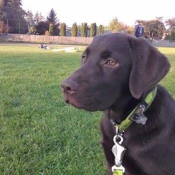 Best Paw Forward - Pet Training Near Me - Chehalis, Washington