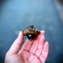 Monrovia Canyon Park - This little guy needs to grow into his hat more lol! So many giant acorns along the trail