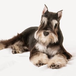 Piccadilly Pet Salon