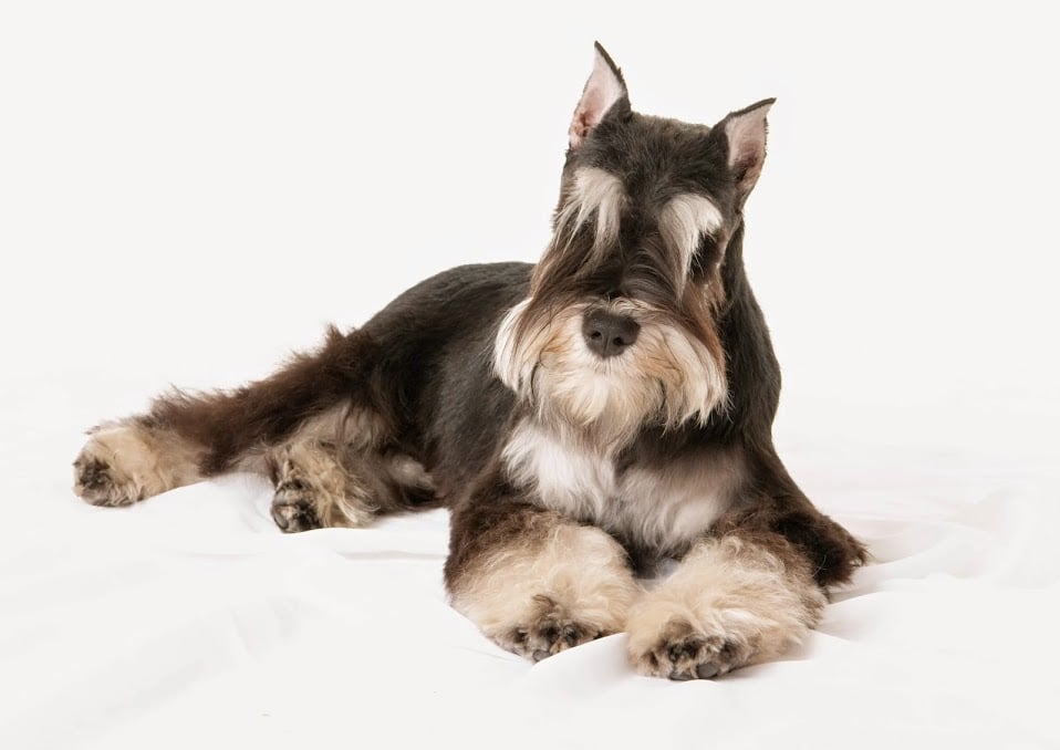 Piccadilly Pet Salon Image
